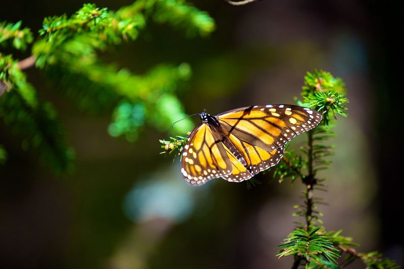 Monarch Butterfly Biosphere Reserve, Mexico Monarch Butterfly Biosphere Reserve, Mexico
