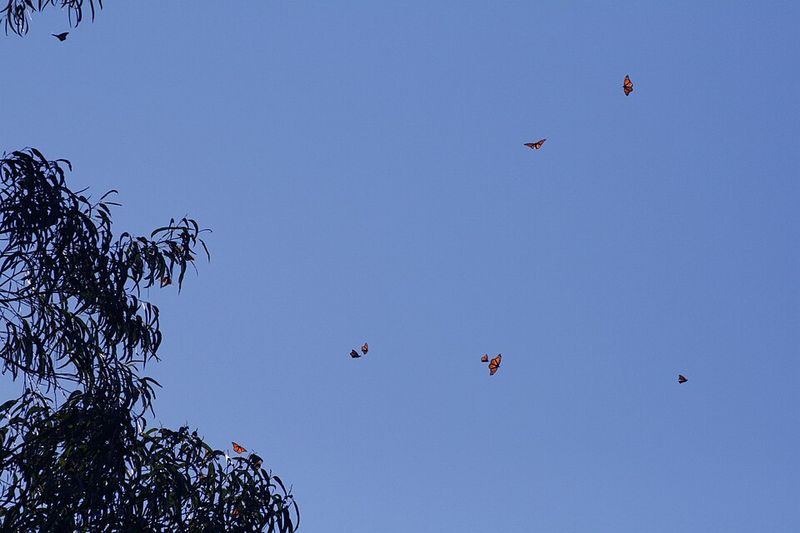 Monarch Butterfly Migration, North America