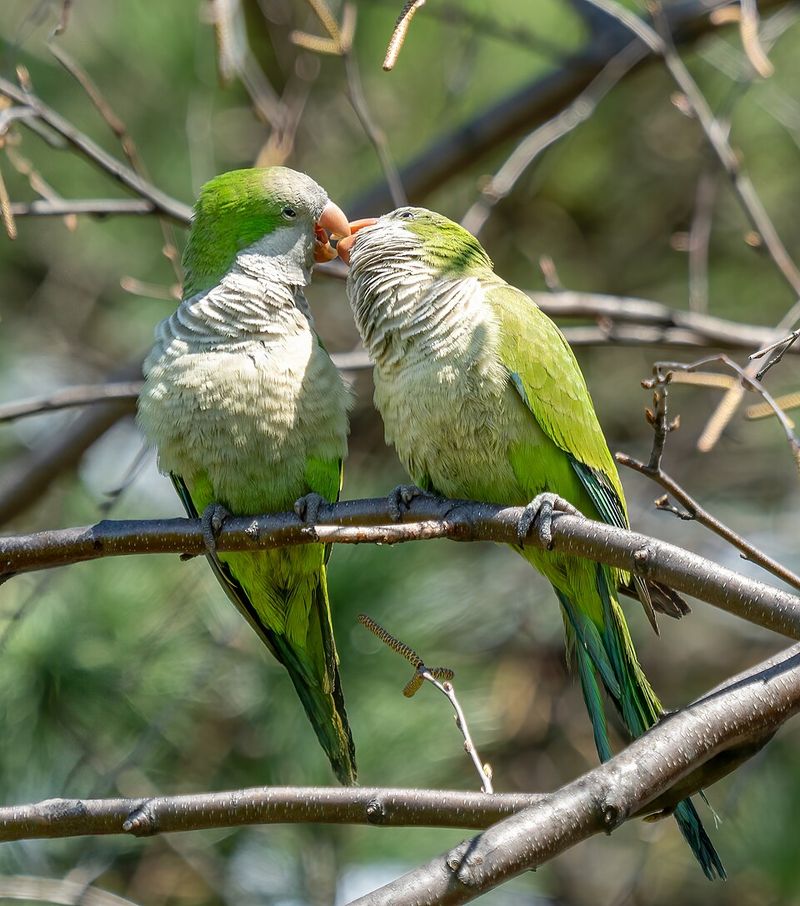 Monk Parakeets Monk Parakeets