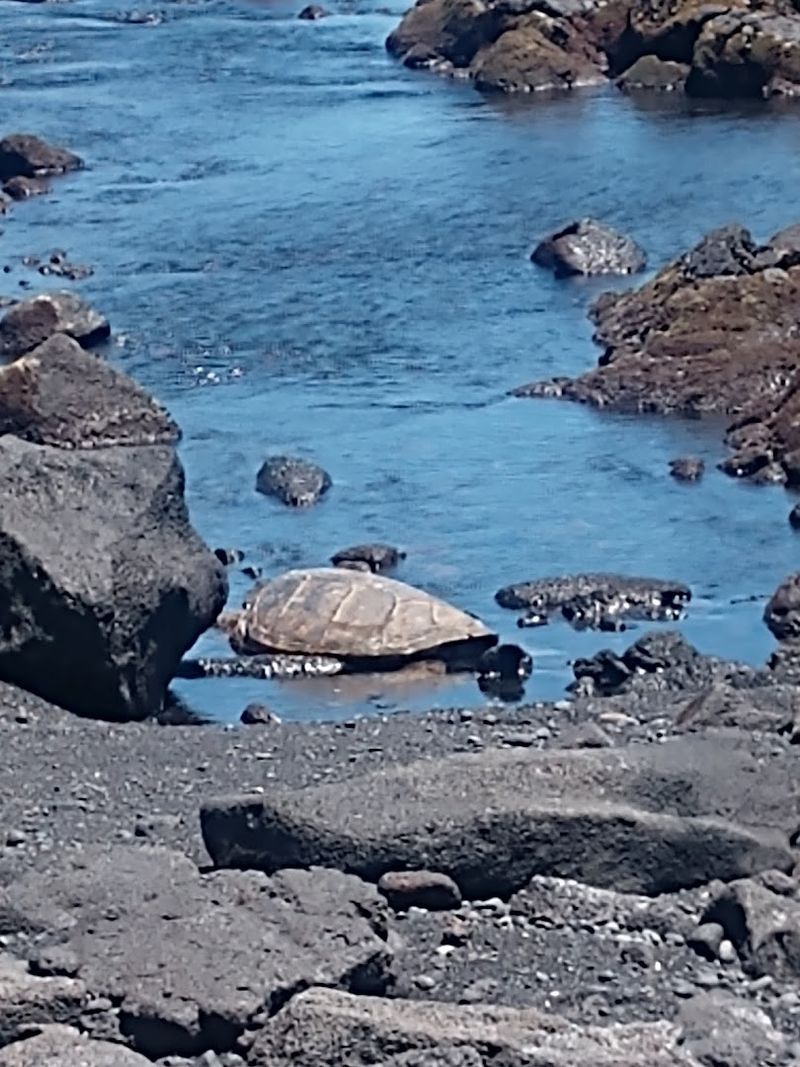 Monk Seals and Other Wildlife Surprises