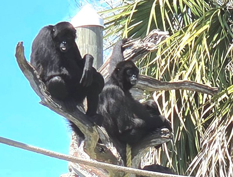 Monkey Island: Florida's Most Surprising Pit Stop