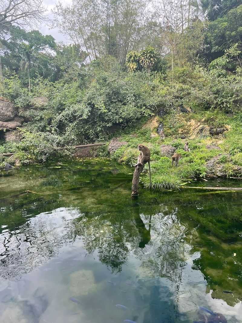 Monkey Jungle - Miami Monkey Jungle - Miami