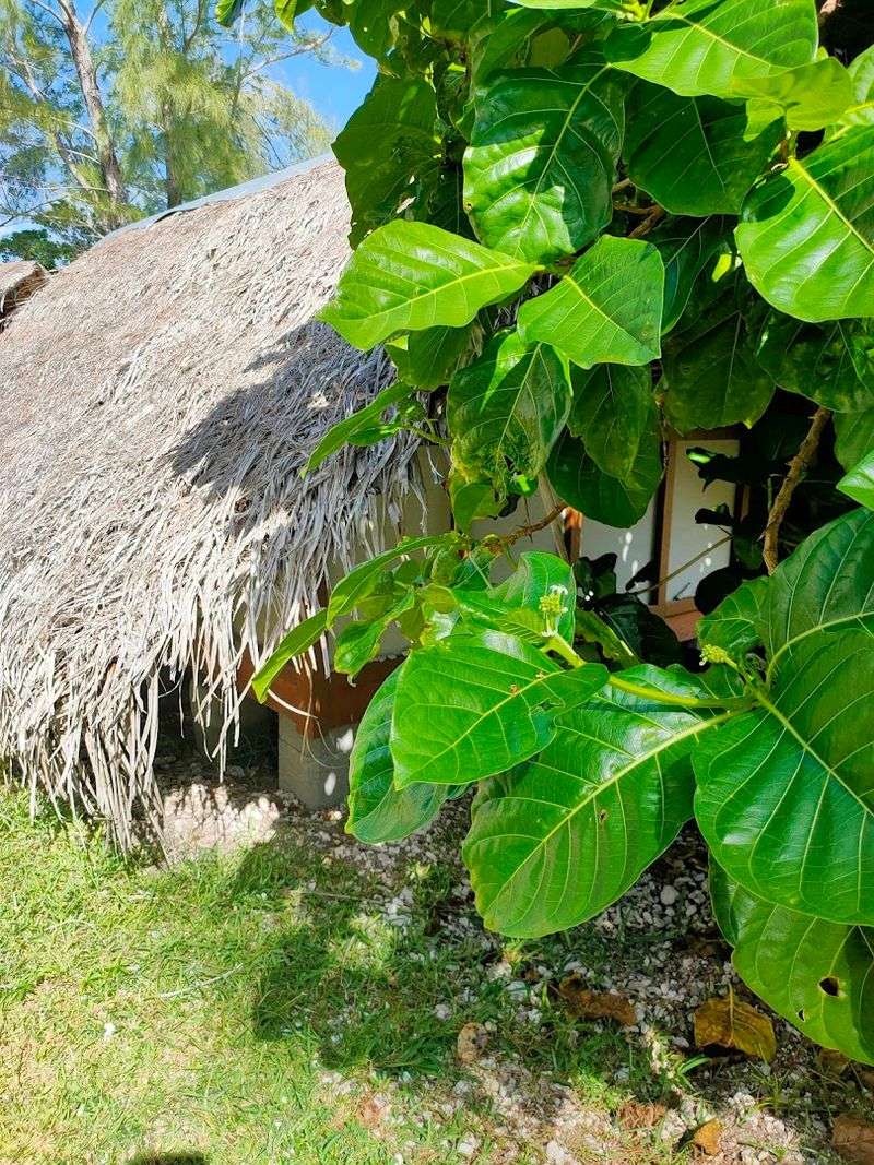 Moorea, French Polynesia