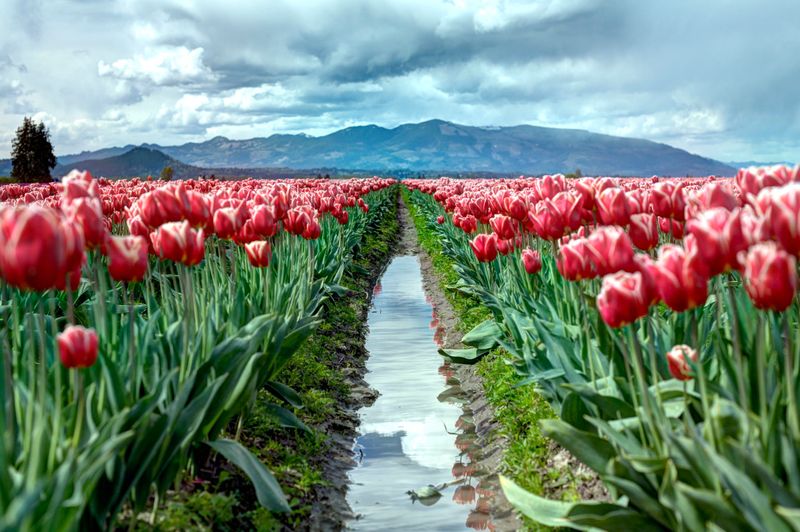 Mount Hood Tulip Viewpoints — Woodburn, Oregon Mount Hood Tulip Viewpoints — Woodburn, Oregon