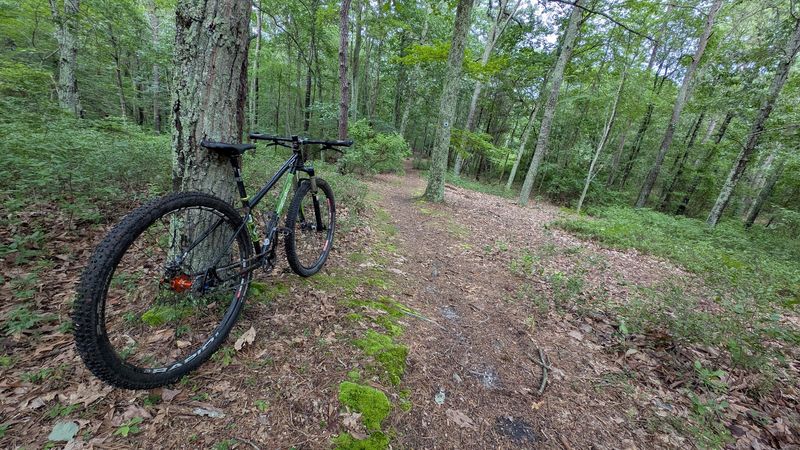 Mountain Biking Through the Woods