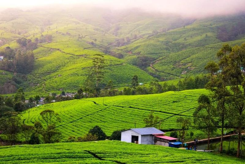Munnar, Kerala Munnar, Kerala