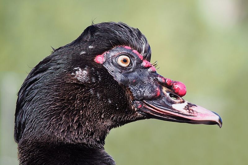 Muscovy Ducks Muscovy Ducks