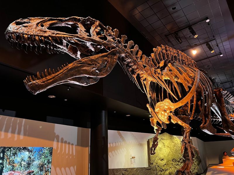 Houston Museum of Natural Science - Houston