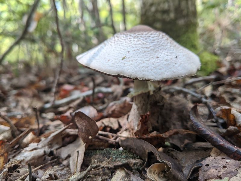 Mushrooms, Moss, and Things Worth Slowing Down For