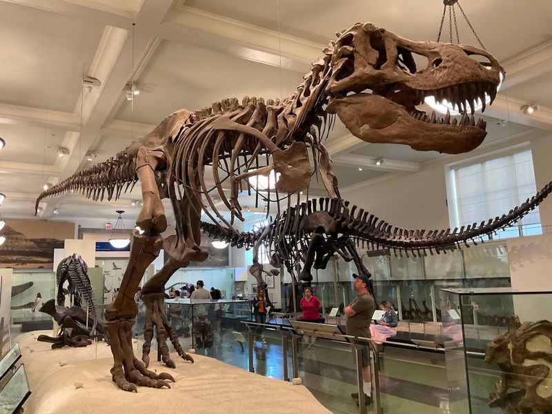 American Museum of Natural History - New York City