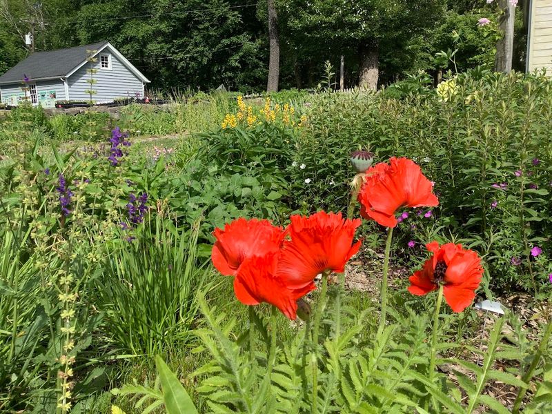 Native Perennials and Their Place in the Collection Native Perennials and Their Place in the Collection