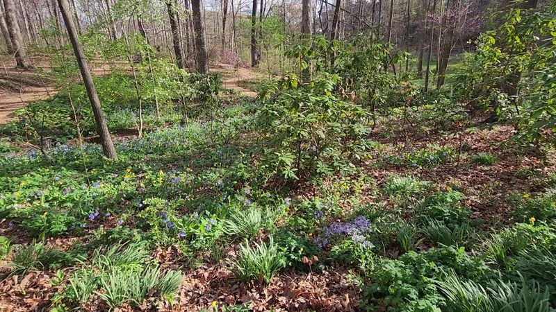 Native Plants and Tree Diversity Native Plants and Tree Diversity