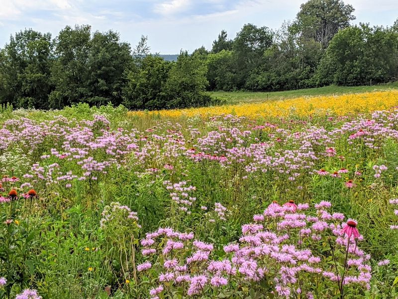 Native Wildflower Garden and Grounds to Explore