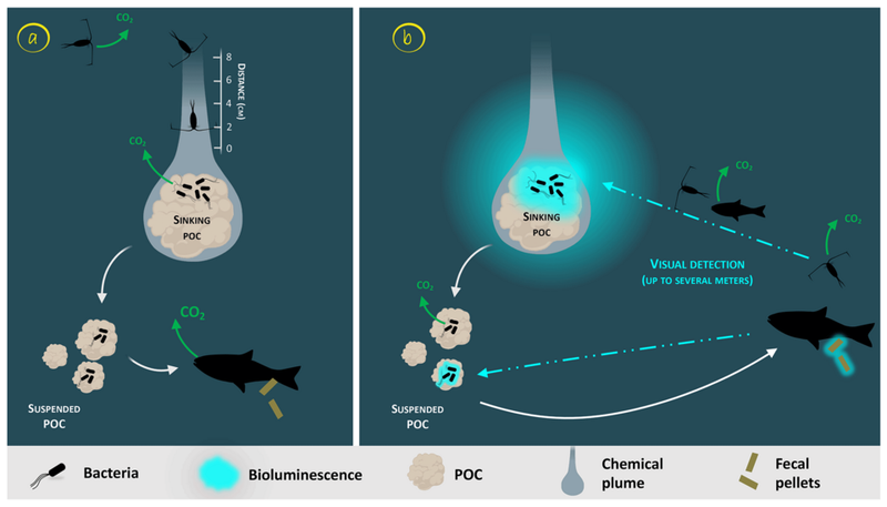 Natural Carbon Sinks Natural Carbon Sinks
