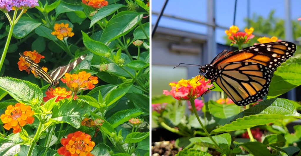 Nature Lovers Say This Oklahoma Butterfly Garden Is One of the State’s Most Magical Hidden Gems