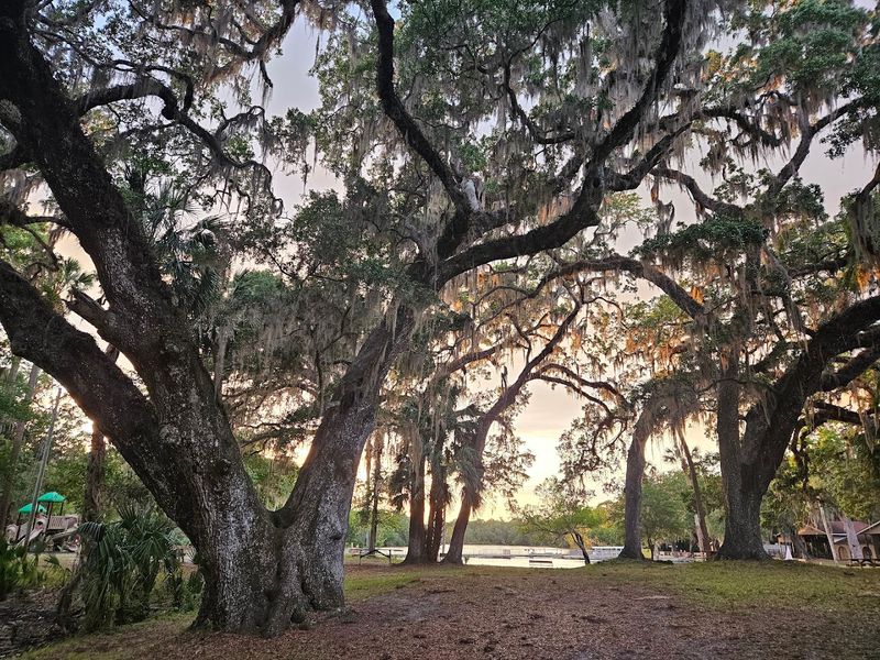 Nature Trails: Walking Through Old Florida
