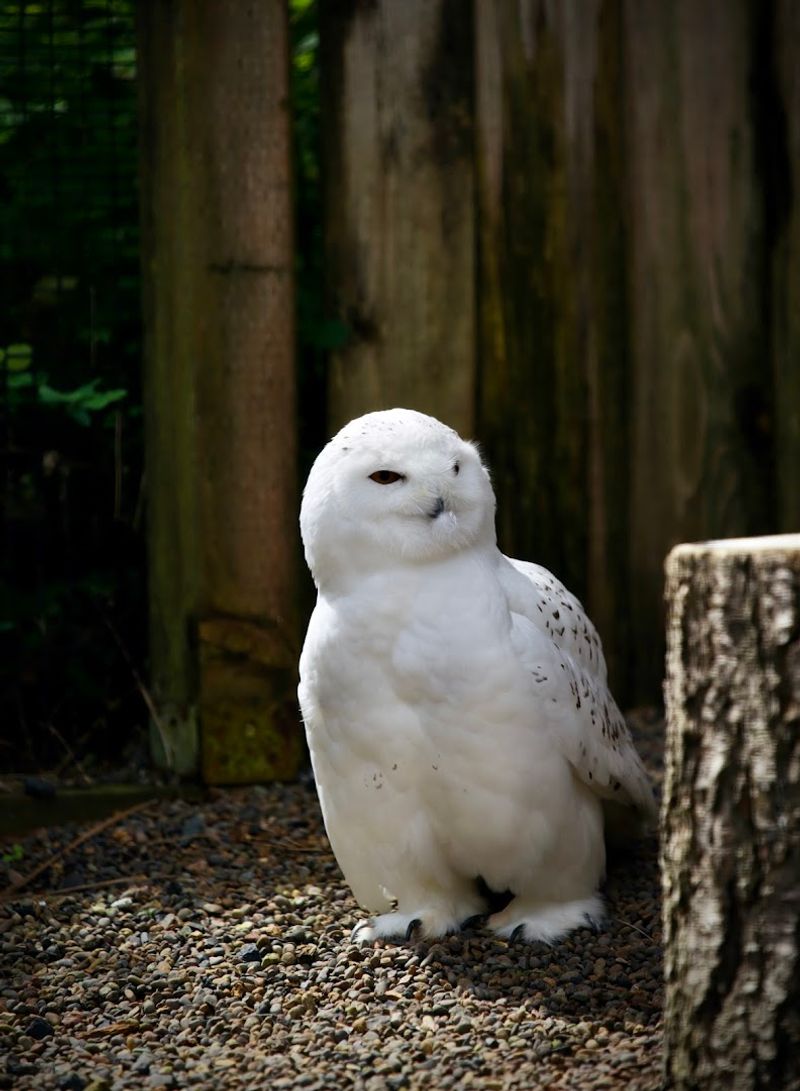 Nearly 50 Birds of Prey: The Residents You Will Meet