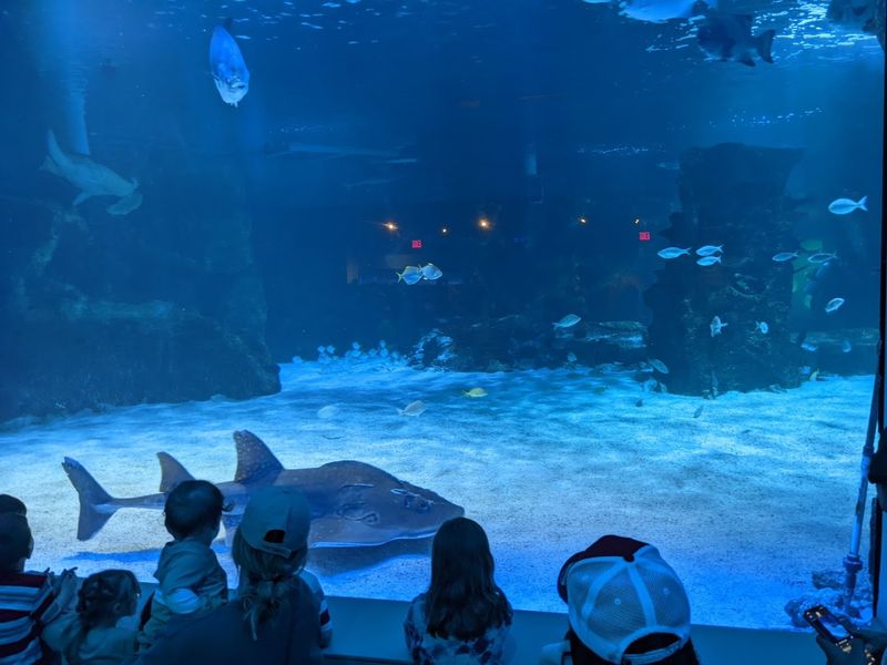 Newport Aquarium