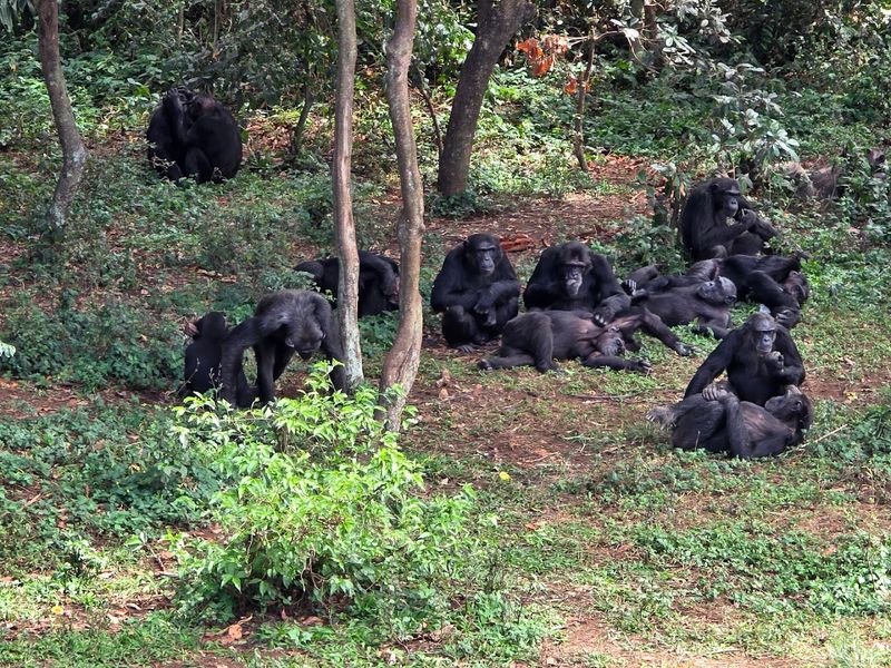 Ngamba Island Chimpanzee Sanctuary, Lake Victoria, Uganda
