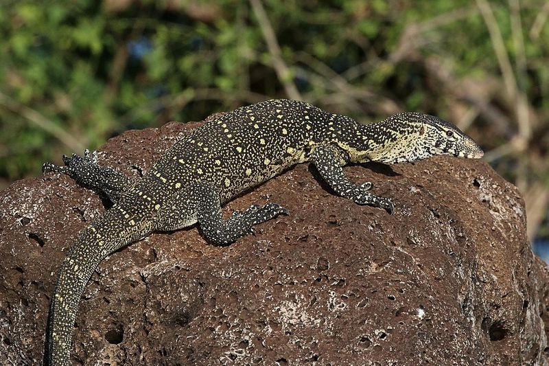 Nile Monitor Lizards Nile Monitor Lizards
