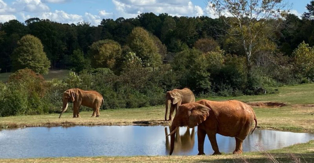 North Carolina Is Home to the World’s Largest Natural Habitat Zoo and Most People Don’t Realize It