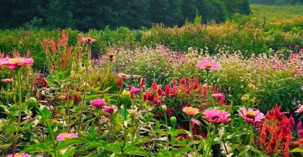 North Carolina’s Pocket of Poppies Farm Feels Like a Real-Life Painting During Bloom Season