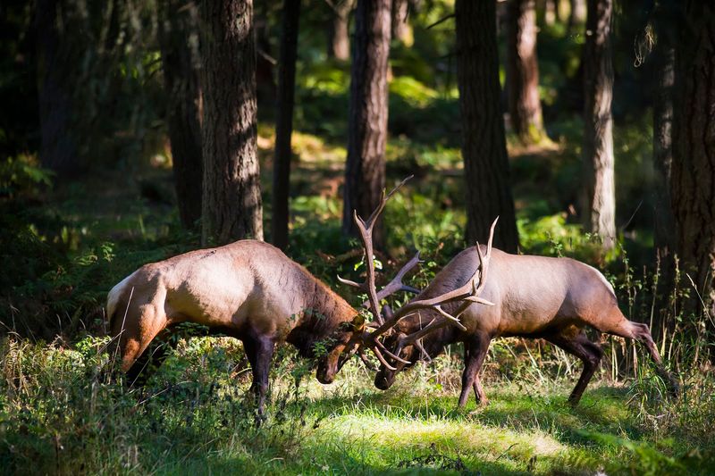 Northwest Trek Wildlife Park - Eatonville, Washington
