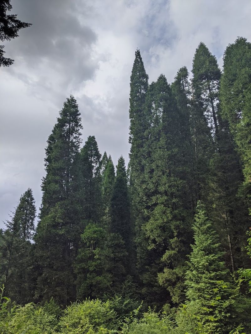 Notable Trees Worth Seeking Out