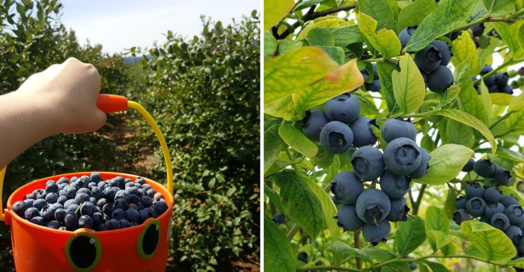 Nothing Says Oregon Summer Like a Bucket Full of Fresh Blueberries From These 10 Local Farms