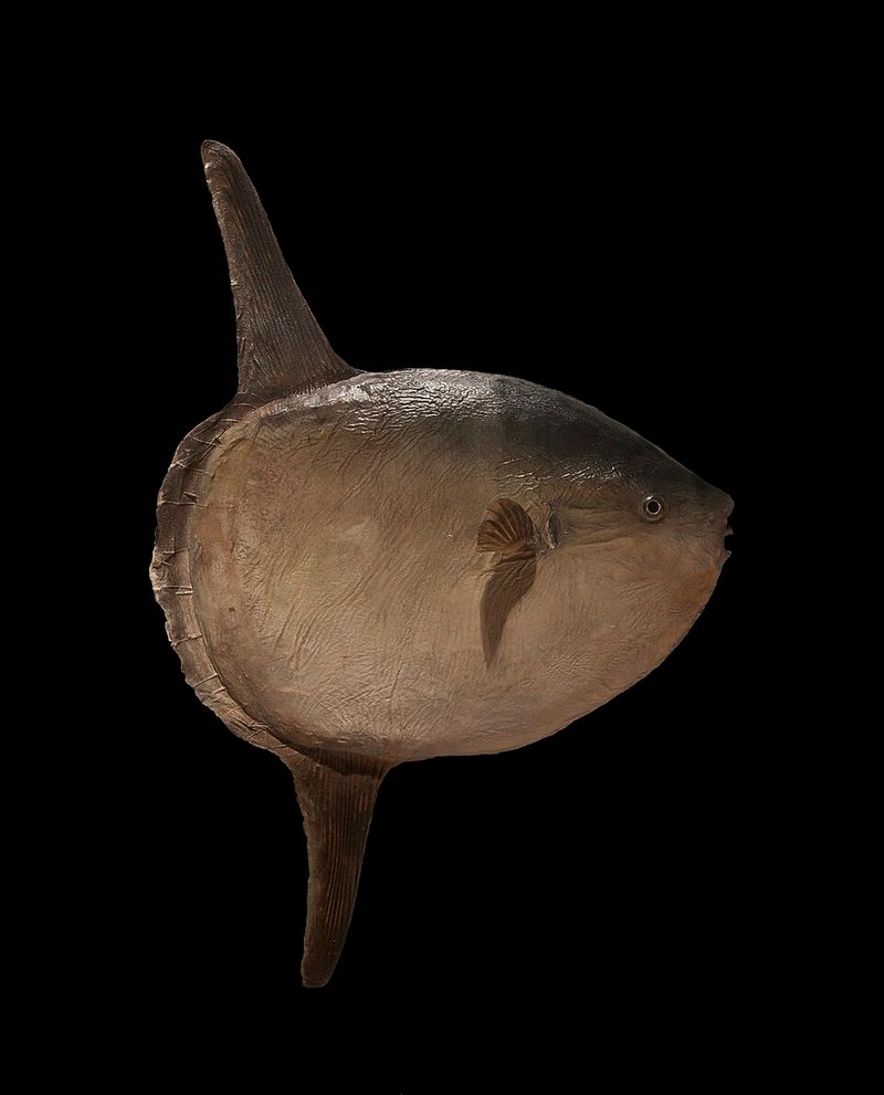 Ocean Sunfish (Mola mola) Ocean Sunfish (Mola mola)