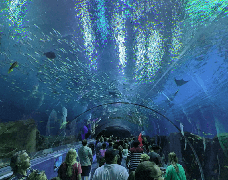 Ocean Voyager: The Crown Jewel of the Entire Aquarium Ocean Voyager: The Crown Jewel of the Entire Aquarium