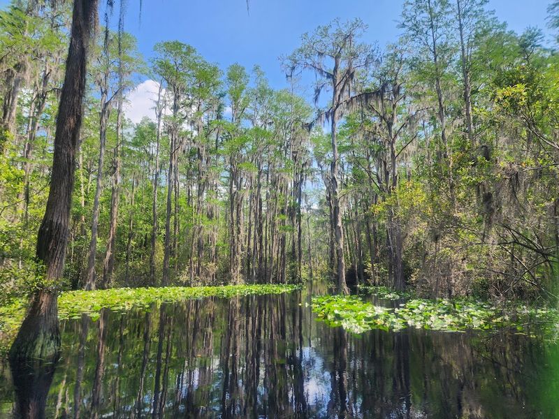 Okefenokee National Wildlife Refuge, Folkston, Georgia
