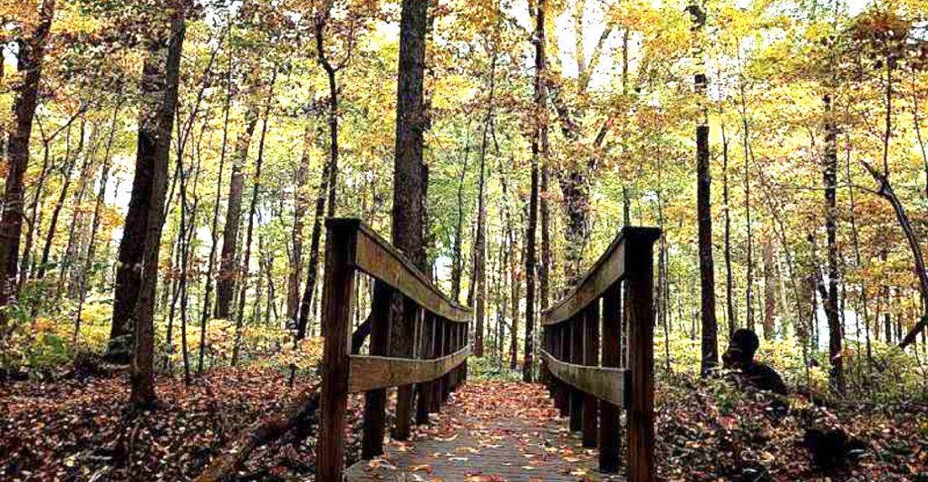 One of Indiana’s Last Ancient Forests Is Filled With 400-Year-Old Trees