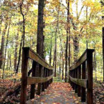 One of Indiana’s Last Ancient Forests Is Filled With 400-Year-Old Trees