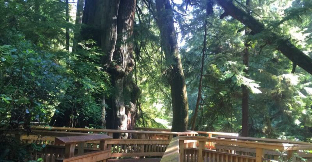 One of Oregon’s Most Beautiful Boardwalk Hikes Is Still Flying Under the Radar