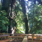 One of Oregon’s Most Beautiful Boardwalk Hikes Is Still Flying Under the Radar