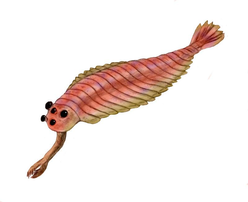 Opabinia Opabinia