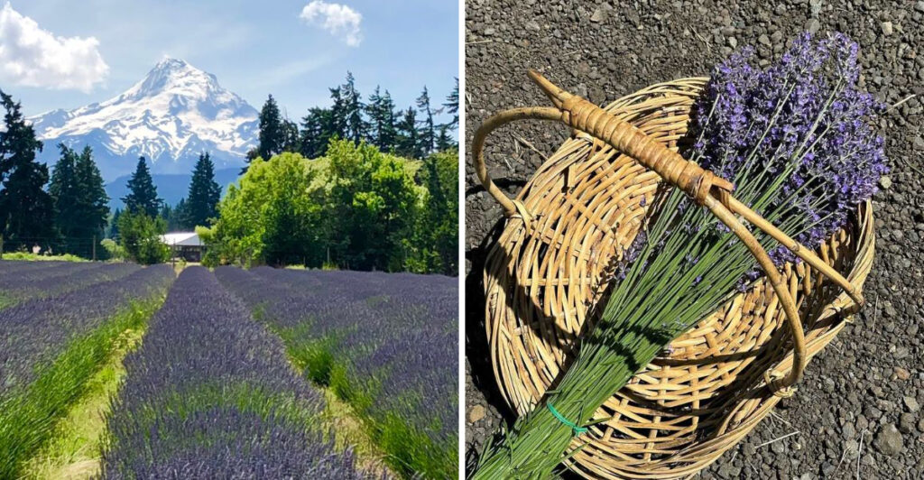 Oregon Lavender Season Is Exploding and These Dreamy Festivals Smell Absolutely Incredible