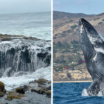 Oregon’s Charming Oceanfront Community Is Famous for Whale Watching, Coastal Hiking, and Natural Wonders