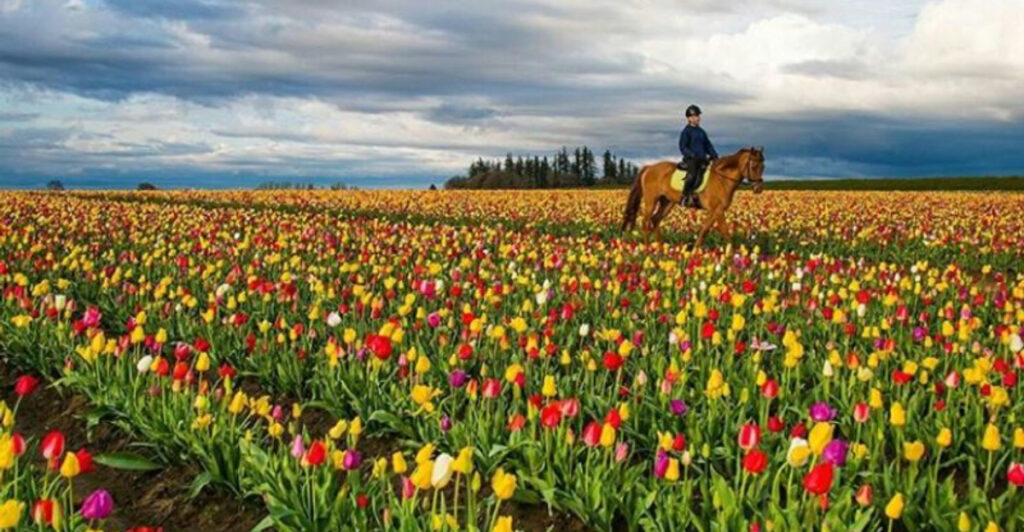 Oregon’s Hidden Gem Is Famous for Endless Tulip Blooms, Great Mexican Food, and Outlet Shopping