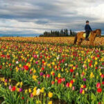 Oregon’s Hidden Gem Is Famous for Endless Tulip Blooms, Great Mexican Food, and Outlet Shopping