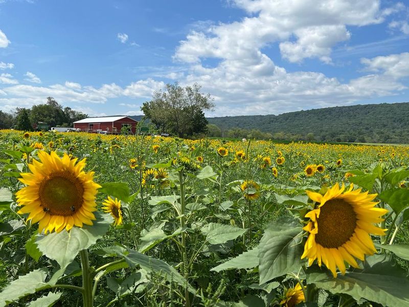 Ort Farms In Long Valley, New Jersey
