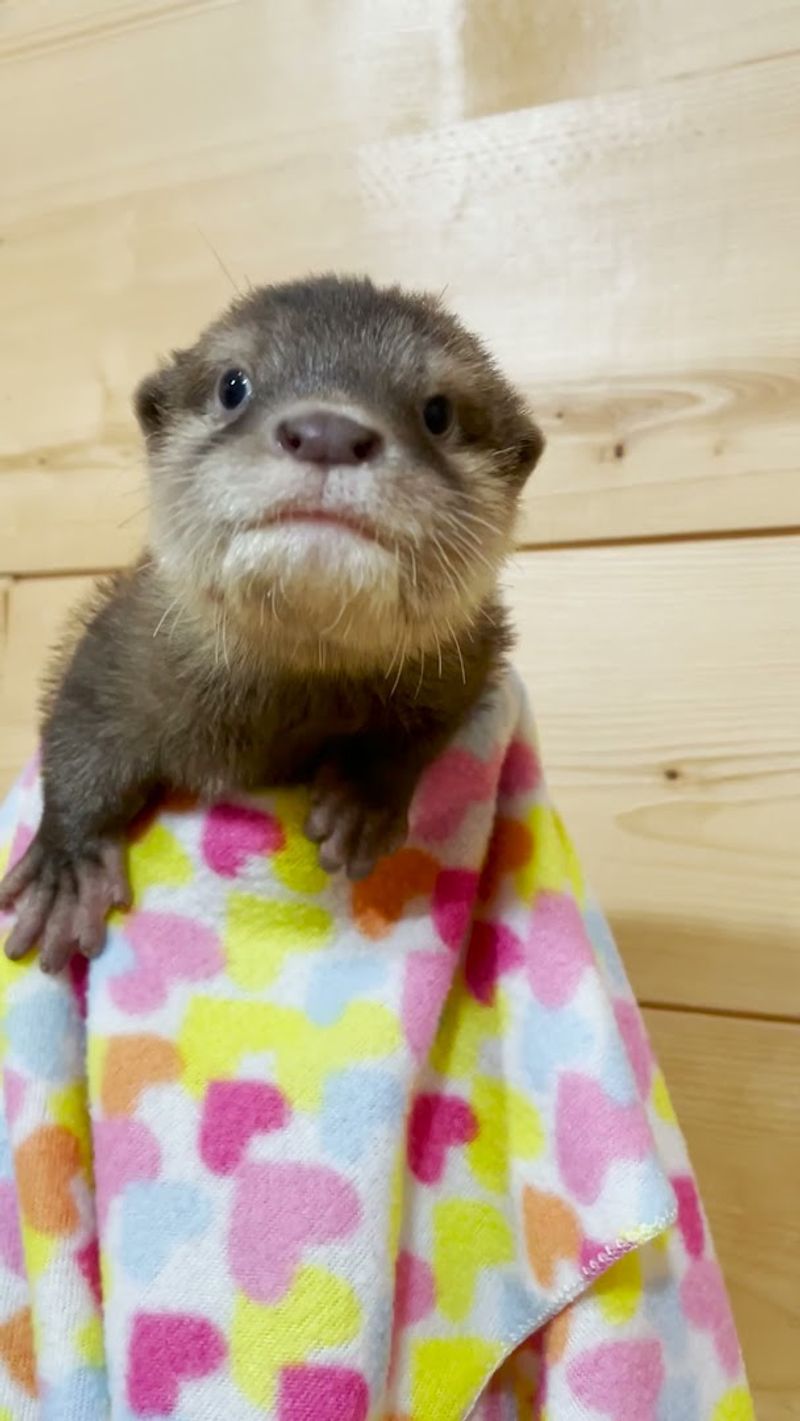 Otters, Reptiles, and More Inside the Indoor Area