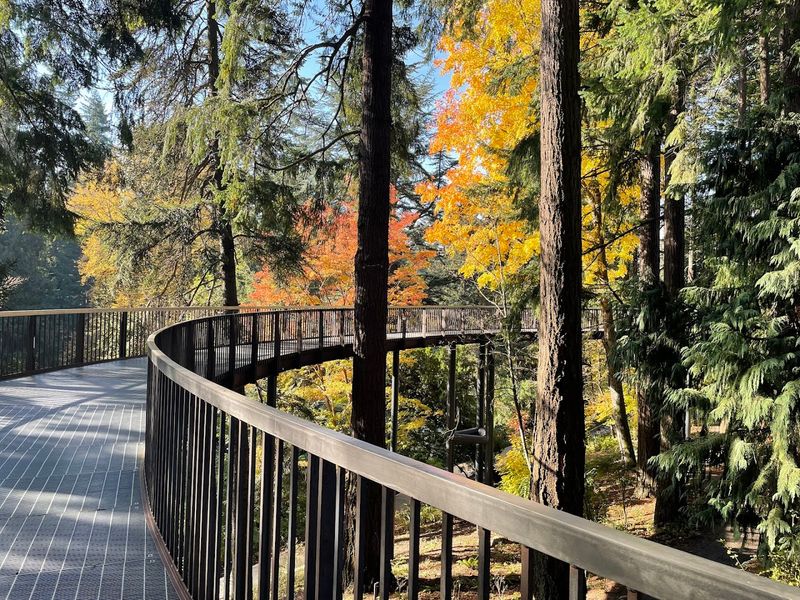 The Aerial Tree Walk Experience