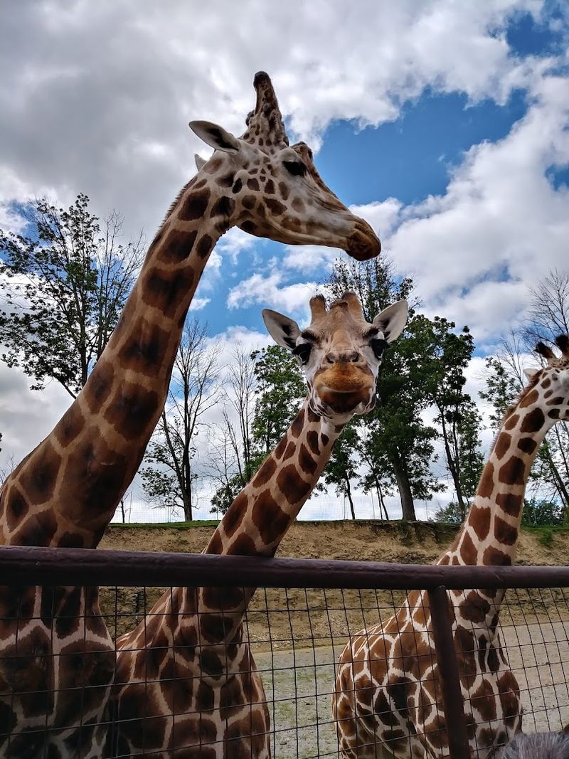 Over 500 Animals From Six Continents Under One Ohio Sky