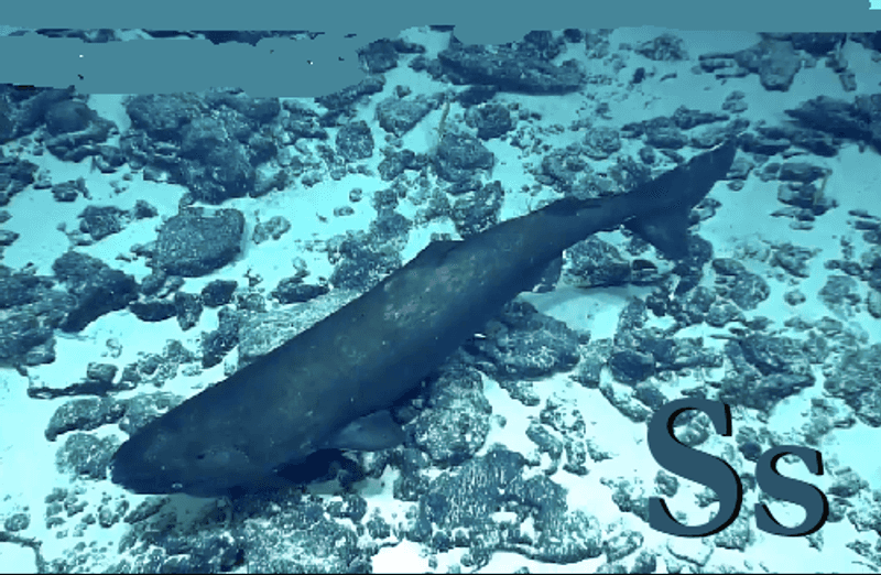Pacific Sleeper Shark (Somniosus pacificus) Pacific Sleeper Shark (Somniosus pacificus)