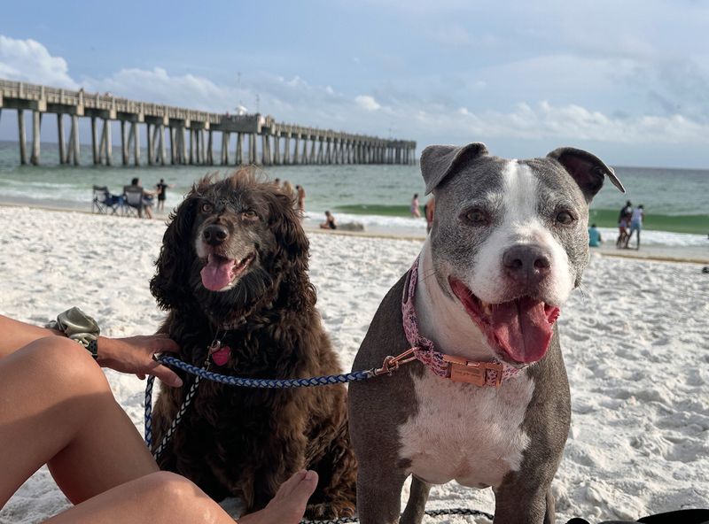 Panama City Beach Dog Beach, Panama City Beach