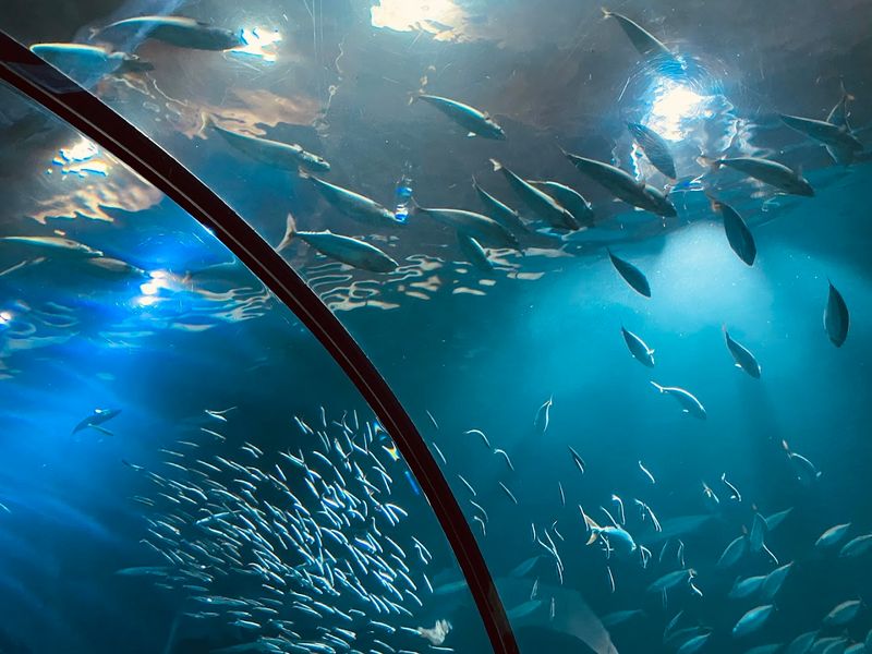 Passages of the Deep: The Shark Tunnel Experience