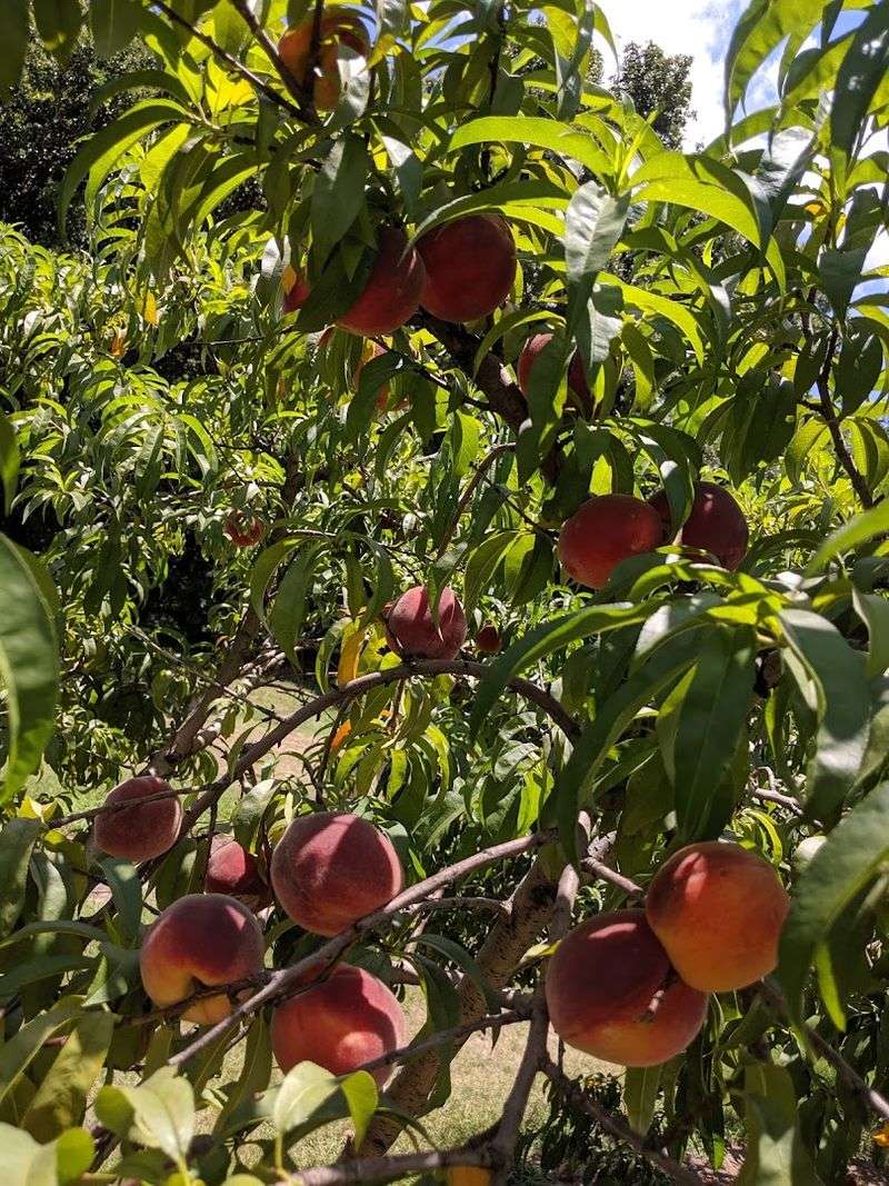 Peach Varieties and What to Expect Peach Varieties and What to Expect