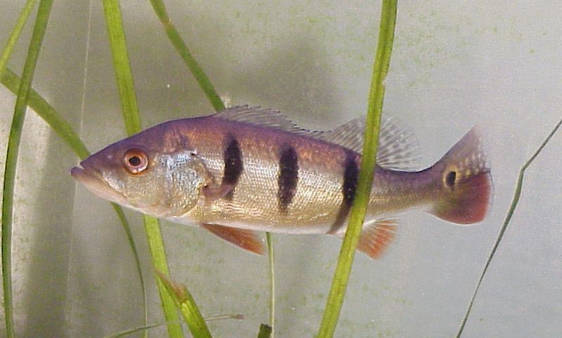 Peacock Bass Peacock Bass
